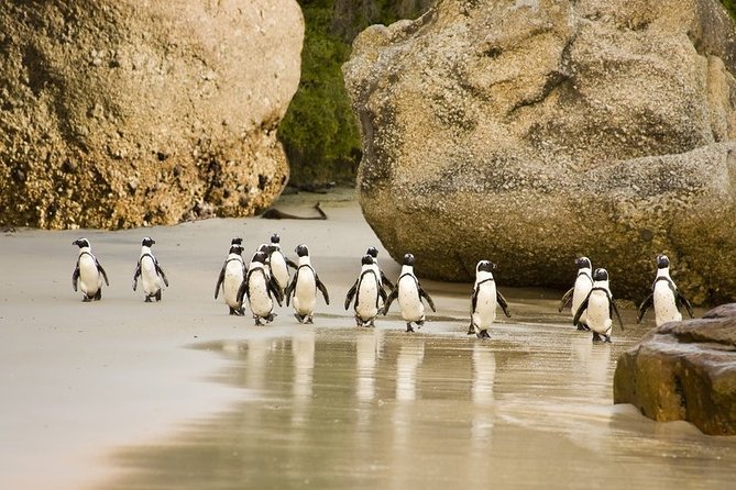 Boulders Beach Penguins Half Day Tour - Highlights