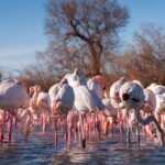 Camargue Small Group Day Trip From Avignon Wildlife Spotting Opportunities