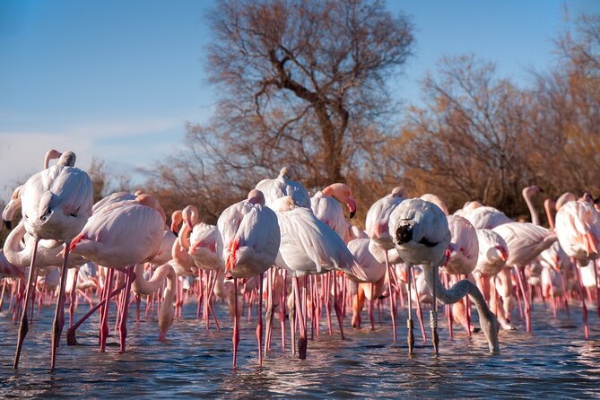 Camargue Small-Group Day Trip From Avignon - Wildlife Spotting Opportunities