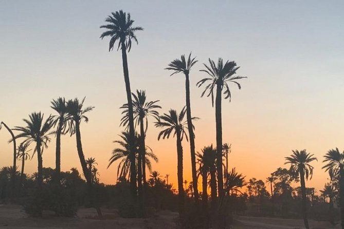 Camel Ride In Marrakech Desert Palmgrove Overview And Experience