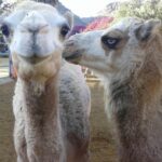 Camel Safari Through The Dunes Of Maspalomas Overview Of The Camel Safari Experience