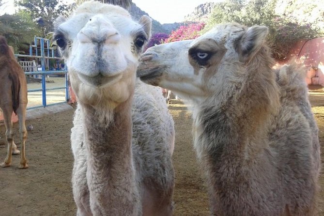 Camel Safari Through the Dunes of Maspalomas - Overview of the Camel Safari Experience