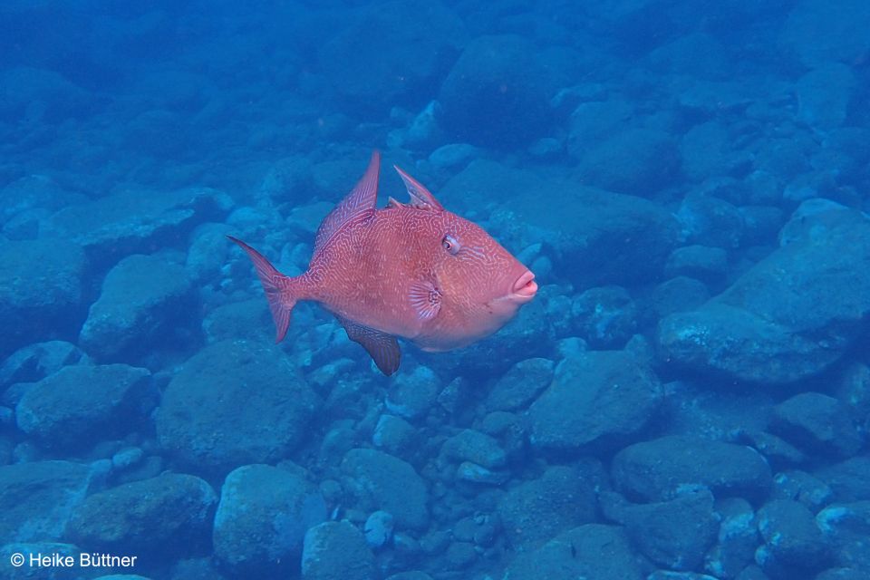 Caniço: Garajau Nature Reserve Guided Snorkeling Tour - Tour Overview