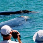 Cape Agulhas Full Day Private Tour From Cape Town Tour Overview