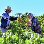 Cappadocia: Private Half Day Vineyards & Wine Tasting Tour Tour Overview