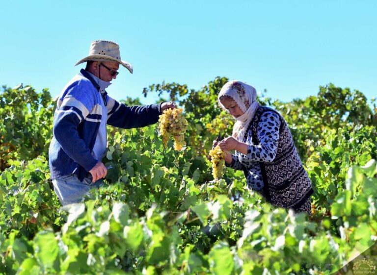 Cappadocia: Private Half Day Vineyards & Wine Tasting Tour Tour Overview