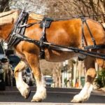 Charlestons Historic Residential Horse And Carriage Tour Tour Overview And Experience