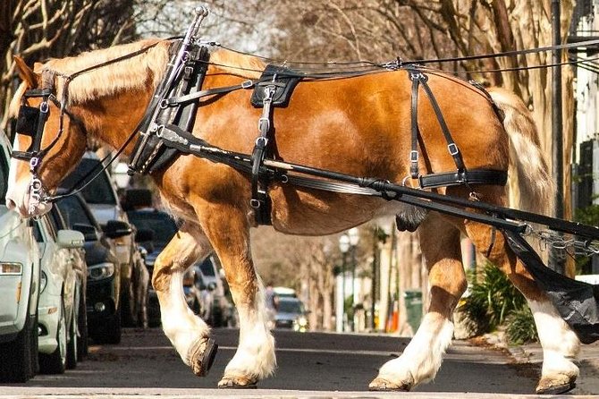 Charlestons Historic Residential Horse and Carriage Tour - Tour Overview and Experience