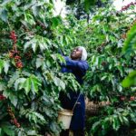 Coffee Farm Village & Factory Half Day Tour With Pick Up Tour Details