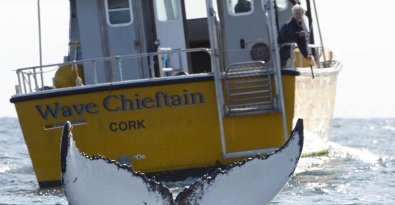 County Cork: Whale & Dolphin Watching Boat Trip Overview And Booking Information