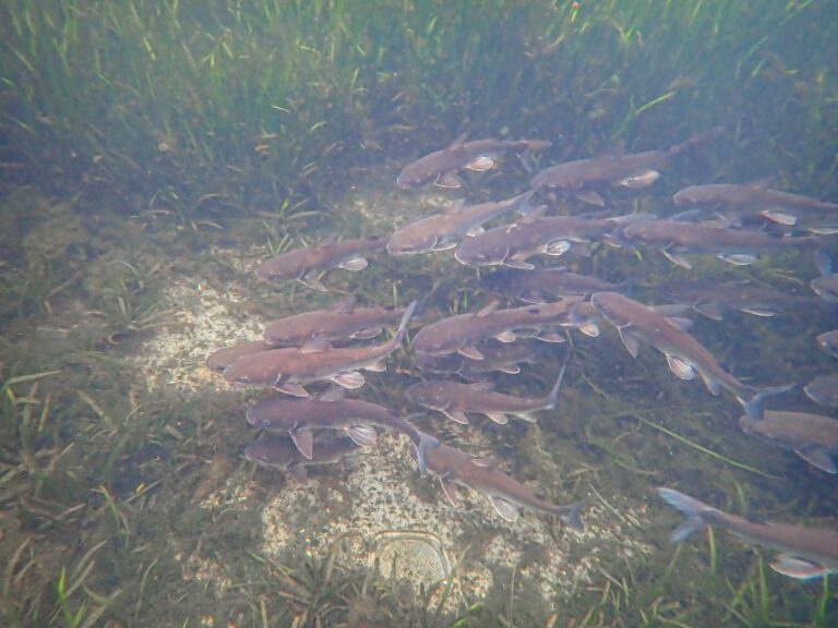 Crystal River: Manatee Swim Group Tour Tour Overview