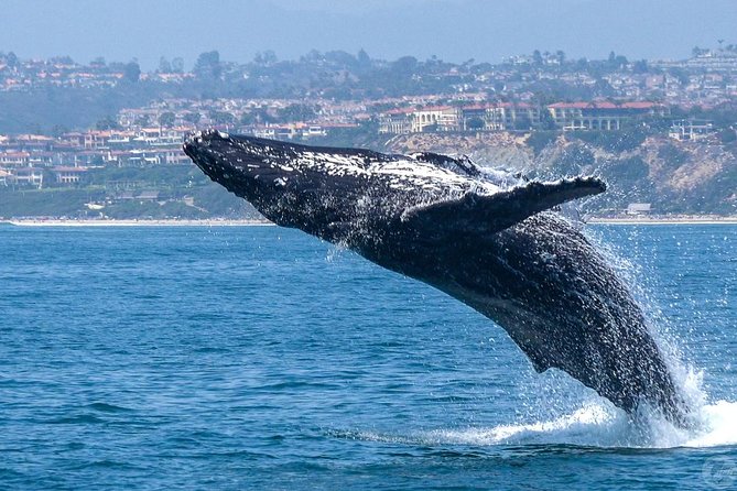 Dana Point Dolphin and Whale Watching Eco-Safari - Logistics and Meeting Point