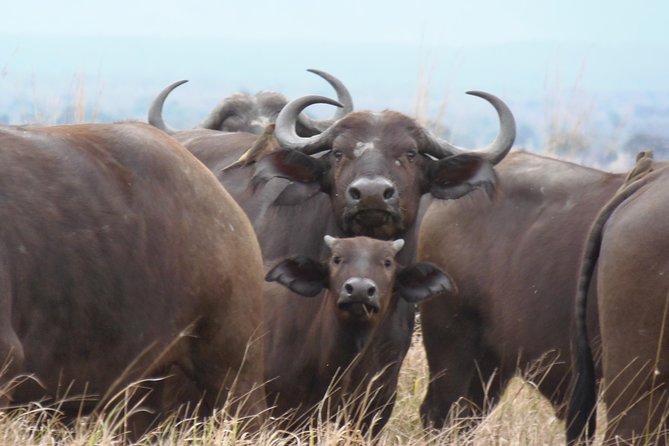 Day Trip in Mikumi National Park - About Mikumi National Park