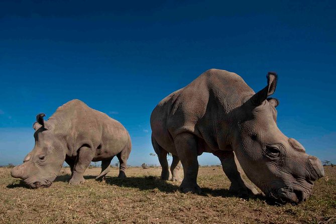 Day Trip to Ol Pejeta Conservancy From Nairobi - Overview of the Excursion