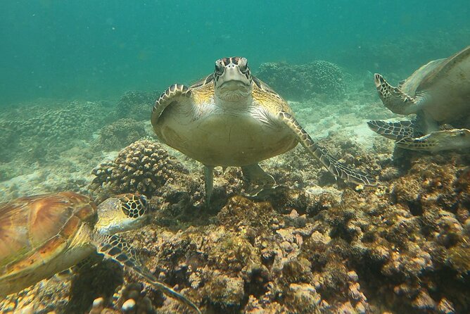 Daymaniyat Islands Snorkeling Adventure From Muscat Overview Of The Adventure