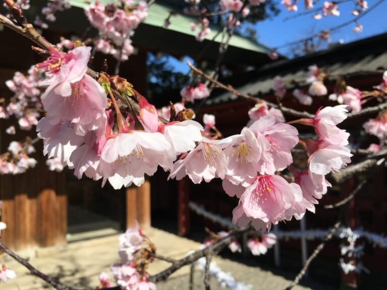 Daytime Hanami (cherry Blossom Time) With A Local Tour Overview