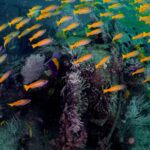 Dive Trip To The Coral Reefs Of Fujairah For Certified Scuba Divers Trip Overview