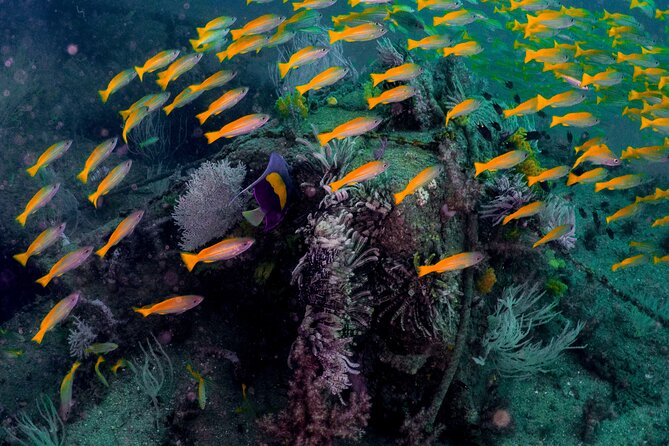 Dive Trip to the Coral Reefs of Fujairah for Certified Scuba Divers - Trip Overview