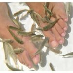 Doctor Fish Ocean Spa Unique Therapeutic Treatments