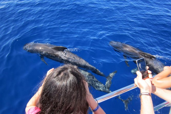 Dolphin and Whale Watching Cruise From Puerto Rico, Gran Canaria - Overview of the Cruise