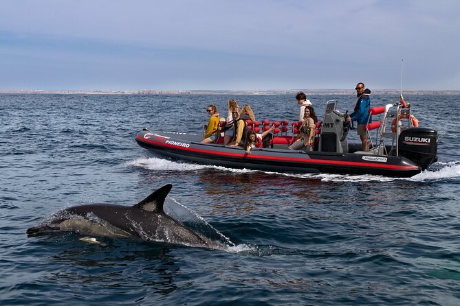 Dolphin Watching Along the Algarve Coast - Tour Overview