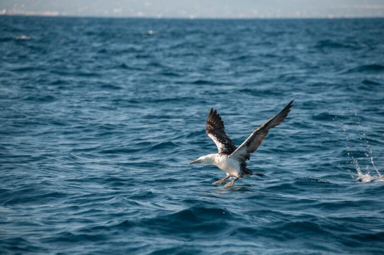 Dolphin Watching And Marine Wild Life In Faro Duration And Cancellation Policy