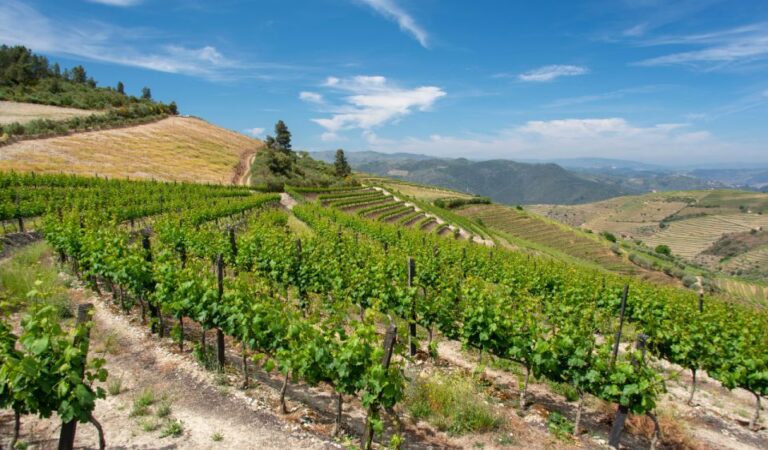 Douro Valley Private Tour With 2 Wine Tastings Exclusive Winery Experiences