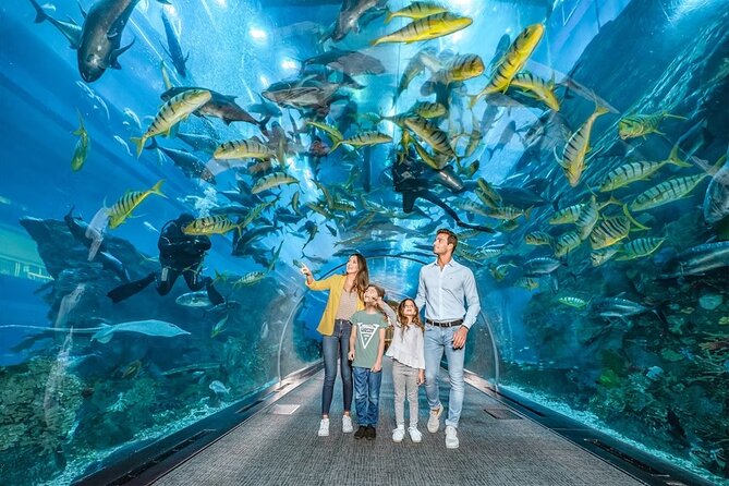 Dubai Aquarium & Under Water Zoo With Penguin Cove Option Immersive Aquarium Tunnel Experience