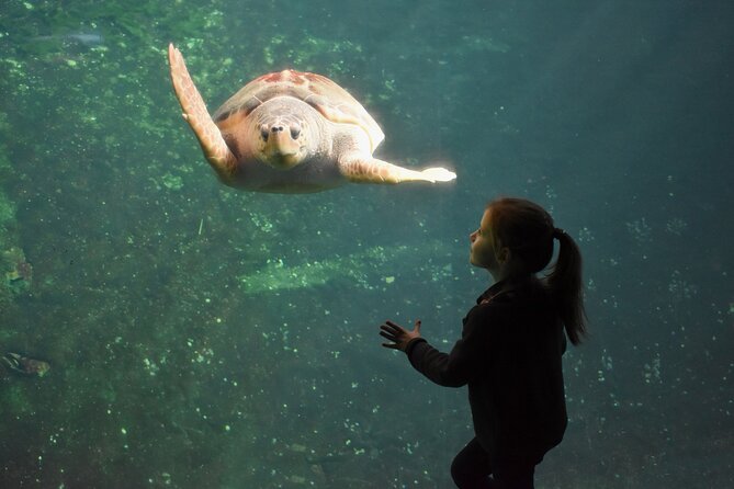 Entrance Ticket Nausicaa, the Biggest Aquarium in Europe - Ticket Details