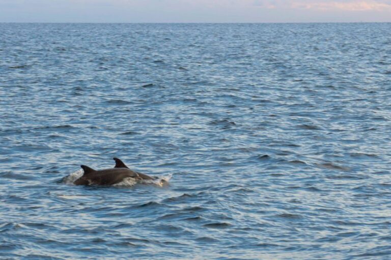 Evening Boat Trip To Discover Dolphins Activity Overview