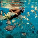 Experience Dolphin Watching And Snorkeling In Muscat Overview Of The Experience