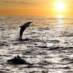 Fazana: Sunset Dolphin Cruise With Dinner In Brijuni Park Tour Overview