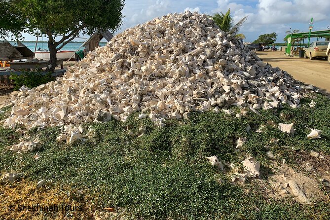 Flamingo & Mangrove Trip With Local Guide - Preparation and Recommendations