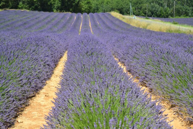 From Aix En Provence: Lavender Half Day Afternoon Tour Tour Highlights