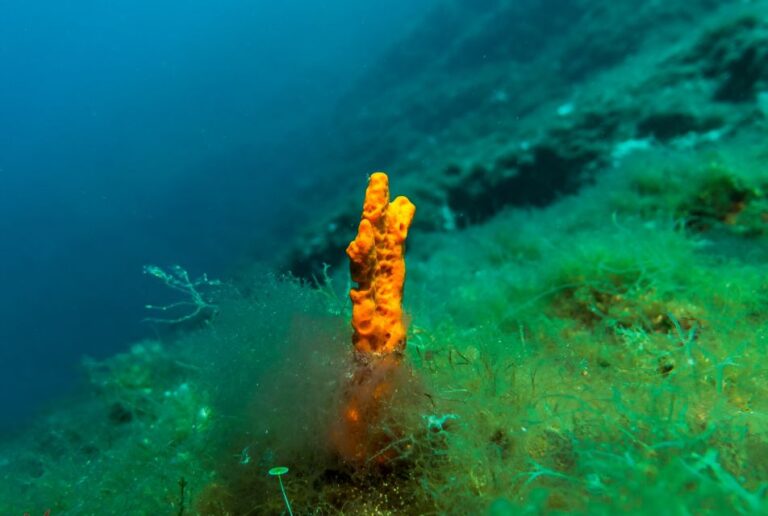 From Athens: Scuba Diving At The Blue Hole Activity Overview