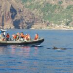 From Calheta: Madeira Whale And Dolphin Watching Boat Tour Tour Overview