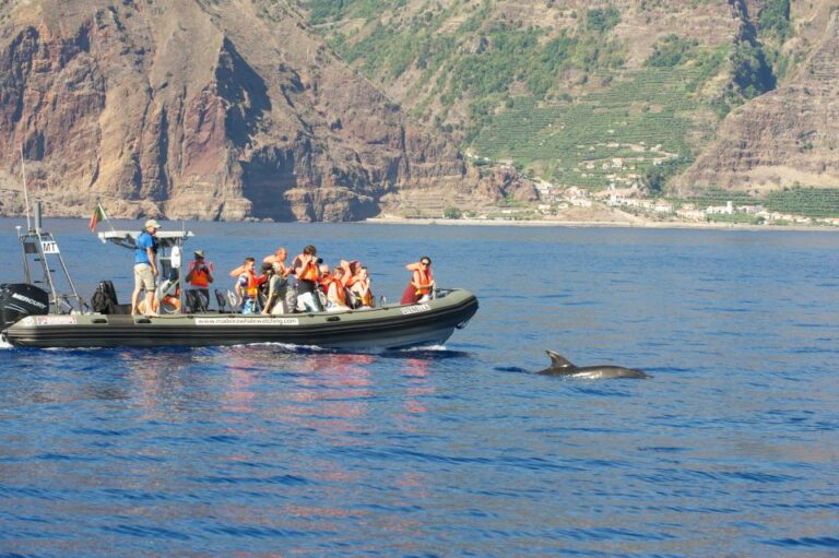 From Calheta: Madeira Whale And Dolphin Watching Boat Tour Tour Overview