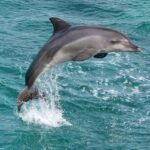 From City Of Side: Dolphin Watching Boat Trip With Lunch Cruise Along The Mediterranean