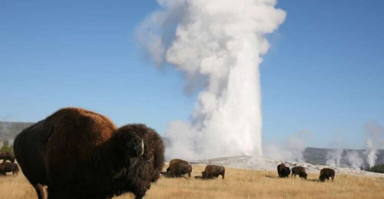 From Cody: Full Day Yellowstone National Park Tour Tour Details