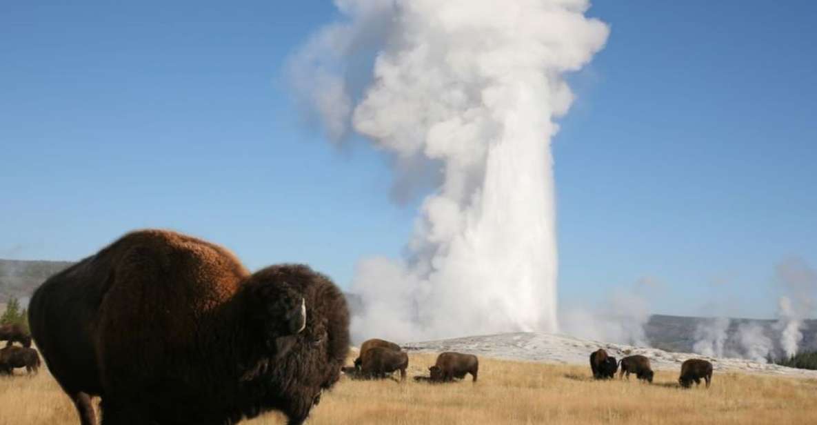 From Cody: Full-Day Yellowstone National Park Tour - Tour Details