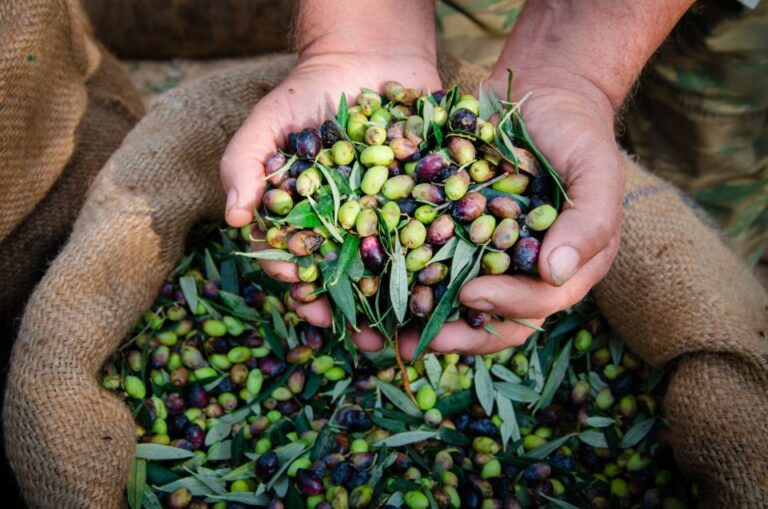 From Faro: Private Olive Oil Mill Tour With Tasting & Lunch Explore A Traditional Olive Oil Mill