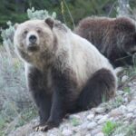 From Jackson: Yellowstone Day Tour Including Entrance Fee Tour Overview