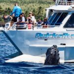 From Maalaea Harbor: Whale Watching Tours Aboard The Quicksilver Whale Watching Experience