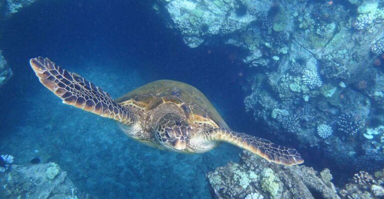 From Maalaea: Turtle Town Snorkel Aboard The Quicksilver Overview And Pricing