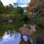 From Osaka: 10 Hour Private Custom Tour To Nara Tour Overview