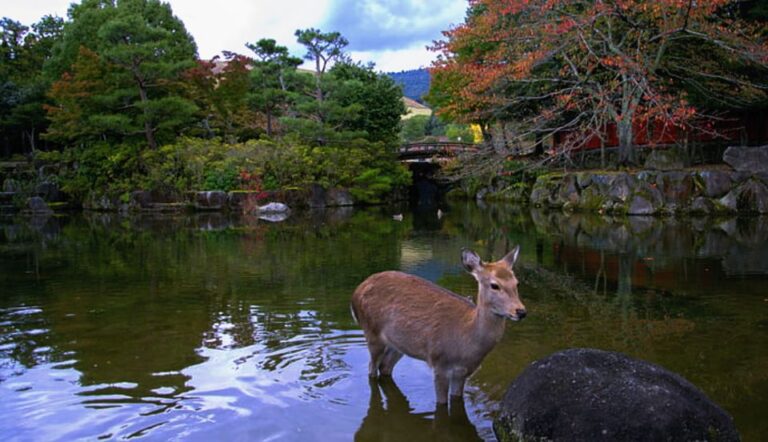 From Osaka: 10 Hour Private Custom Tour To Nara Tour Overview