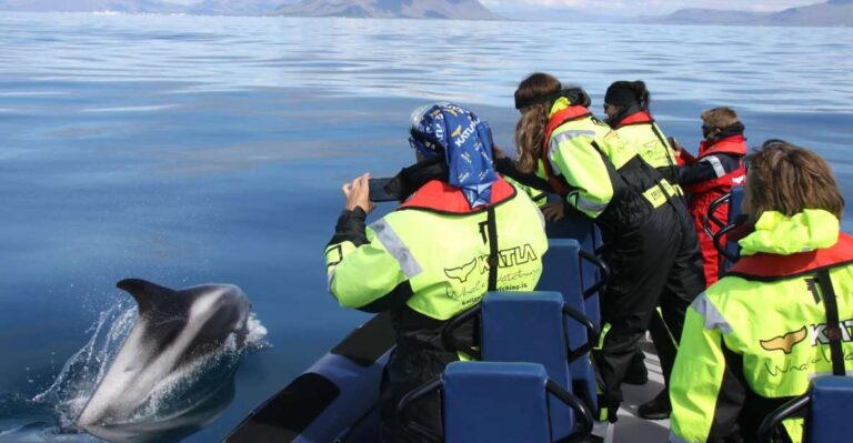 From Reykjavik: Whale Watching Tour By Speedboat Overview Of The Whale Watching Tour