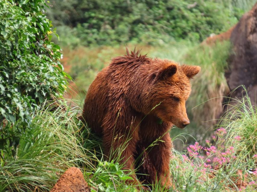 From Santander: Cabarceno Natural Park Half-Day Trip - Overview of Cabarceno Natural Park