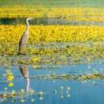 From Thessaloniki: Private Day Trip To Kerkini Lake Diverse Ecosystem And Wildlife