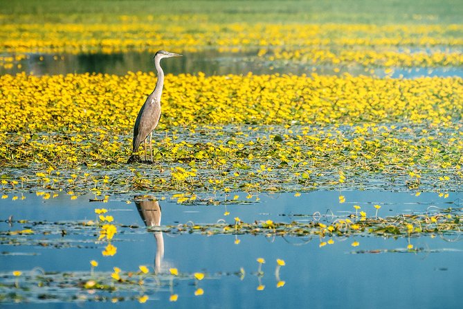 From Thessaloniki: Private Day Trip to Kerkini Lake - Diverse Ecosystem and Wildlife